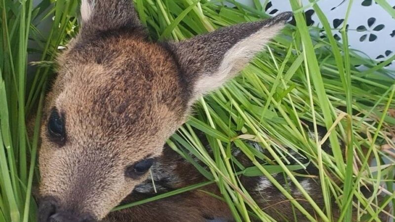 Aktion des Hegerings Hilden: Wie Drohnen und Wäschekörbe kleine Rehkitze retten