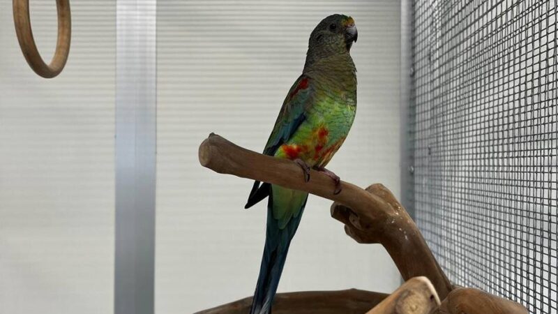 Tier der Woche: Sittichdame Flora will in ihrem neuen Zuhause nicht alleine sein