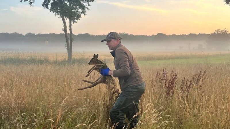 Jagdvorsteher erhebt Vorwürfe gegen Landwirt: Reh von Mähdrescher getötet