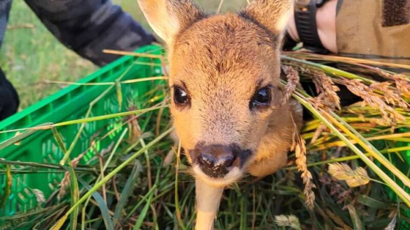 Versammlung der Kreisjägerschaft Mönchengladbach: Beitragserhöhung und Eigenständigkeit der Rehkitzrettung beschlossen