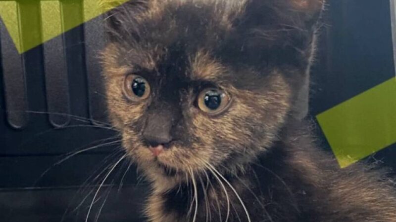 Tierischer Einsatz in Duisburg: Polizei rettet Babykatze aus Radkasten eines Autos