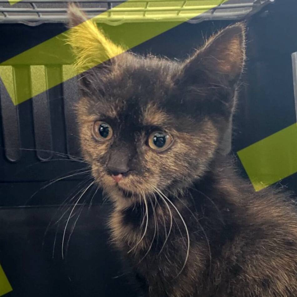 Tierischer Einsatz in Duisburg: Polizei rettet Babykatze aus Radkasten eines Autos