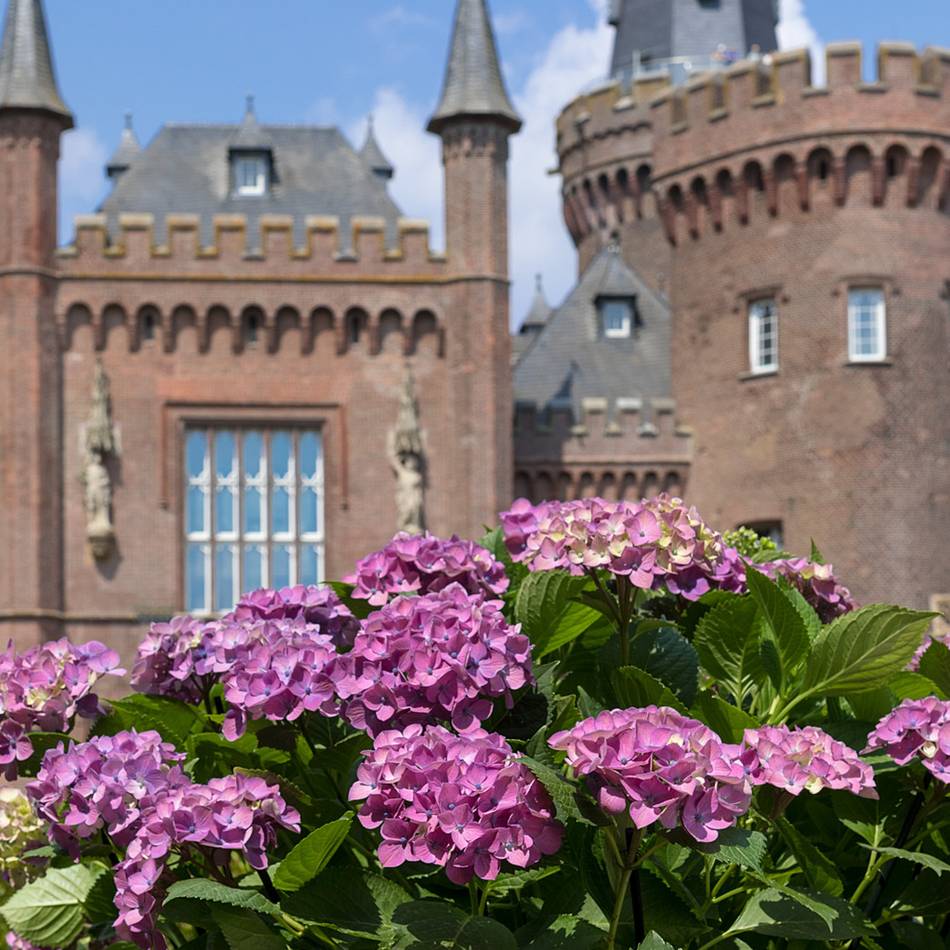 Vorträge und Markttreiben im Schlossgarten: So wird das Hortensienfest an Schloss Moyland