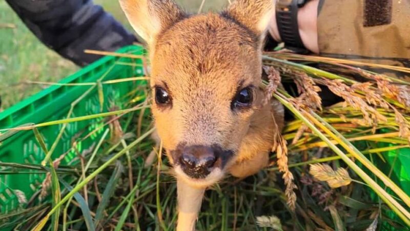 NEW-Vereinsförderung in Mönchengladbach: Humanmilchbank und Tierretter-Vereine sind Publikumslieblinge bei Wettbewerb