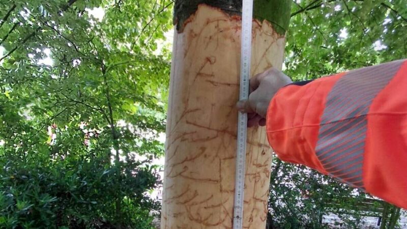 Gemeinde bittet um Hinweise auf Täter: Vandalismus am Spielplatz in Sonsbeck – Baum muss gefällt werden