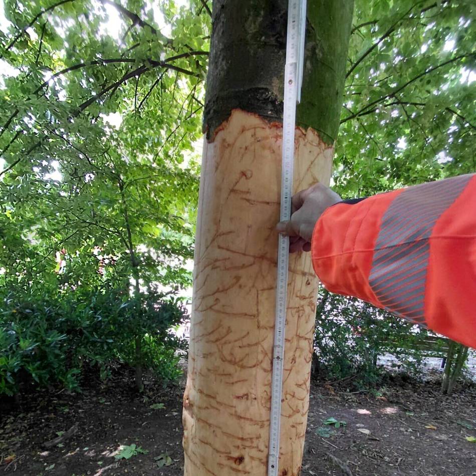 Gemeinde bittet um Hinweise auf Täter: Vandalismus am Spielplatz in Sonsbeck – Baum muss gefällt werden