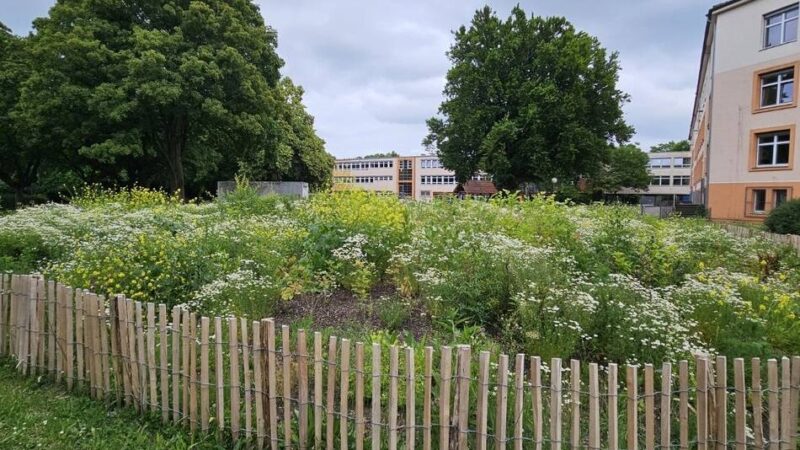 Projekt der Mags: Das sind Mönchengladbachs „wilde Wäldchen“