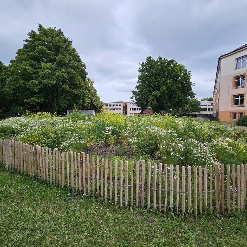 Projekt der Mags: Das sind Mönchengladbachs „wilde Wäldchen“