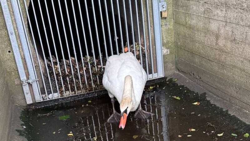 Pappelsee in Kamp-Lintfort: Tierschützer retten Schwan aus Notlage