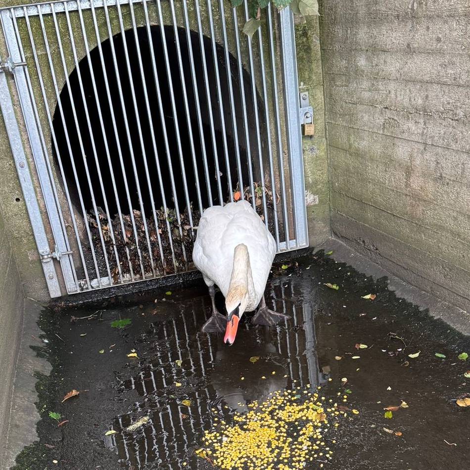 Pappelsee in Kamp-Lintfort: Tierschützer retten Schwan aus Notlage