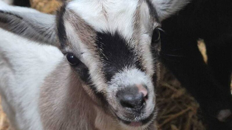 Westafrikanische Zwergziege: Zuwachs im Moerser Streichelzoo – so süß ist Ziegenkitz Mogli
