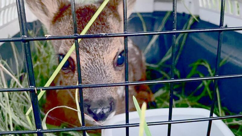 „Rader Kitzretter“ bis Ende Juni im Einsatz: Kitze vor qualvollem Mähtod retten