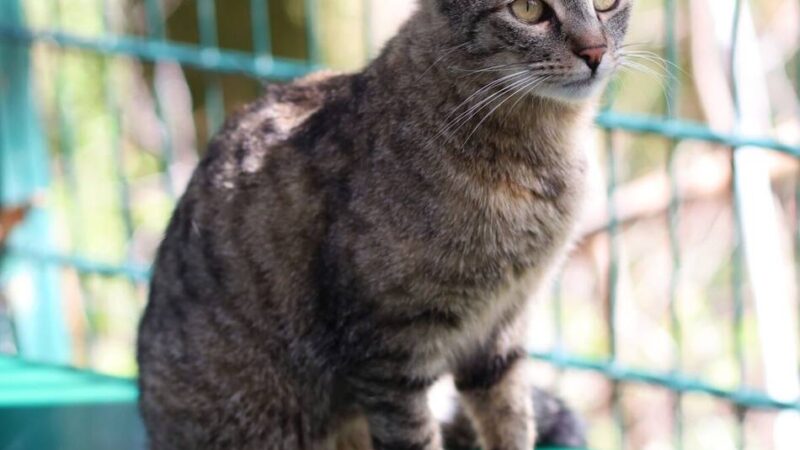 „Tier der Woche“ in Wermelskirchen: Eigenwillige „Catelyn“ sucht neue Gefährten