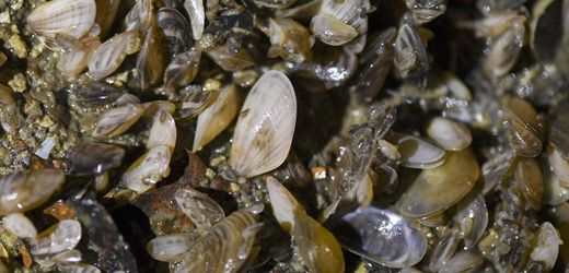 Quagga-Muscheln erobern den Bodensee – Fressfeinde gesucht