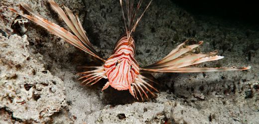 Feuerfisch, Stechrochen, Petermännchen: Gefährliche Tiere in Nordsee, Ostsee, Mittelmeer