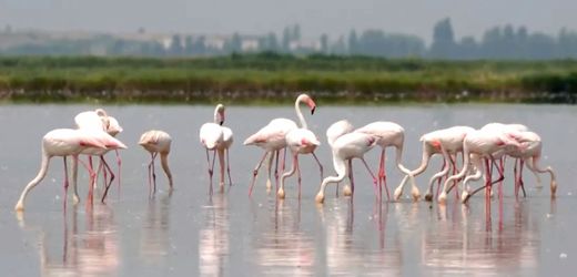 Italien: Flamingos fressen sich durch Reisfelder – Risotto in Bedrängnis