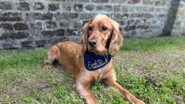Keine Angst vorm Jugendamt: So hilft Therapiehund Emil