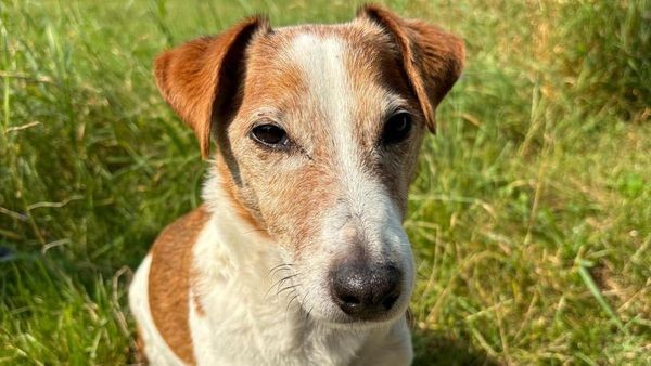 Von Fremden mitgenommen? Hund Lucky aus Velbert wird vermisst
