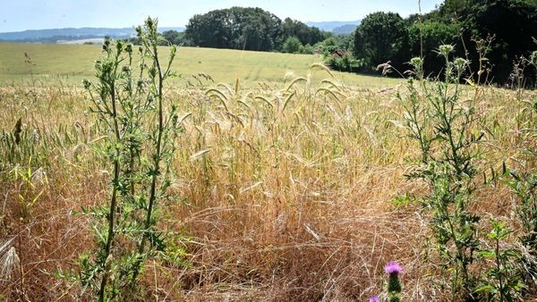 Velberter Stadtrat stoppt Gewerbegebiet „Große Feld“ erneut
