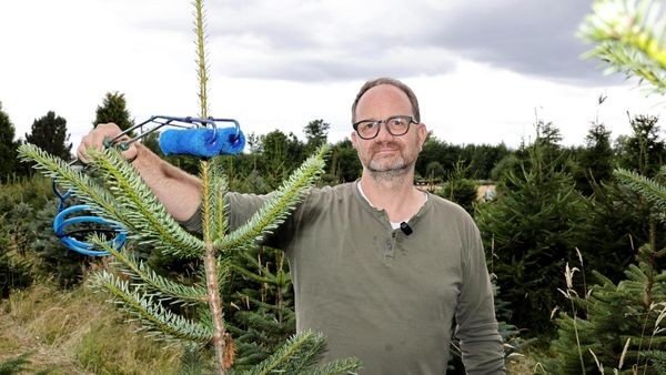 Liebe und Erziehungsarbeit: Weihnachtsbaumpflege im Hochsommer