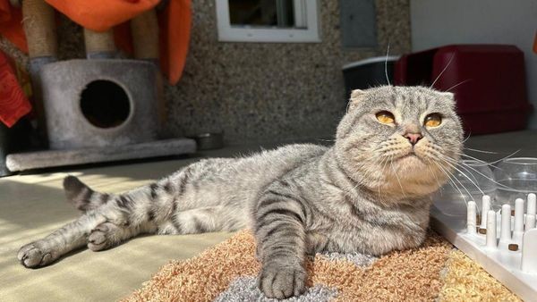Tierheim Velbert: Schöner Kater Biscuit sucht Herzensmenschen