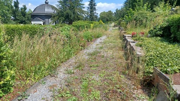 „Jetzt reicht’s!“: Wut über Wildwuchs auf Velberter Friedhof