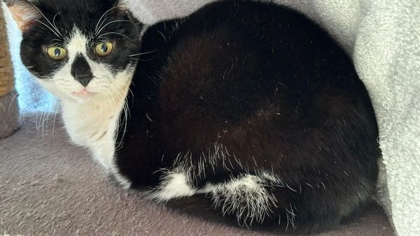 Velbert: Erfahrene Katzenhalter für Pechvogel Laky gesucht