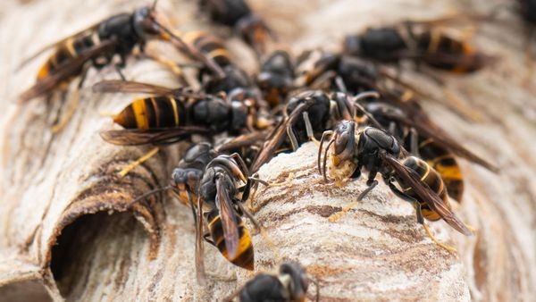 Nest in Handball-Größe: Asiatische Hornisse in Heiligenhaus
