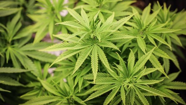 28-Jährige ersteigert Haus – es ist voll mit Cannabis-Pflanzen