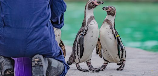 England: Schwules Pinguinpaar zieht seltenes Küken auf