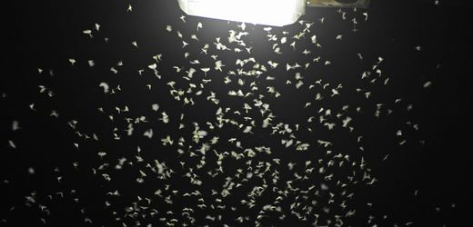 Straßenbeleuchtung: Neue Studie zeigt Vorteile von insektenfreundlichen Lampen