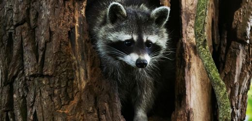 Invasive Tierarten in Deutschland: Flauschig, hungrig, bedrohlich
