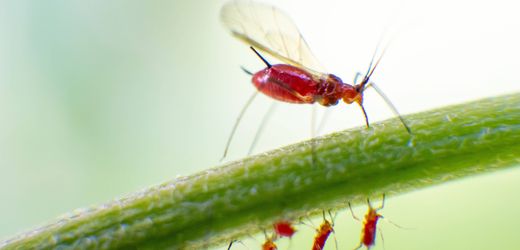 Blattläuse im Garten: Wie rette ich meine Pflanzen bei Befall?