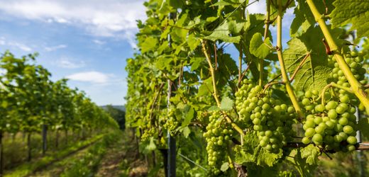 Wein: Winzerin Julia Oswald kritisiert Überproduktion, Billigpreise & Konsumverhalten der Deutschen