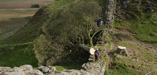 England: Fäller des »Robin Hood«-Baums zu mehr als vier Jahren Haft verurteilt