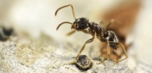 Vergessene Wegameise: Invasive Ameisenarten unterwandern den Südwesten Deutschlands