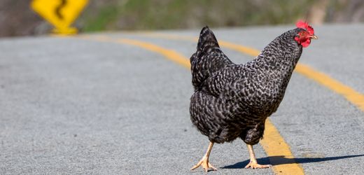 Florida: Frau überfährt Huhn absichtlich – und wird dafür von anderer Autofahrerin angegriffen
