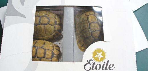 Kuriose Zollfunde in Deutschland: Seepferdchen, gebratene Rohrratte, Coronamasken aus Krokodilleder