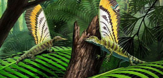 Mirasaura grauvogeli: Forscher aus Stuttgart entdecken Alternative zu Federn bei »Wunderreptil«