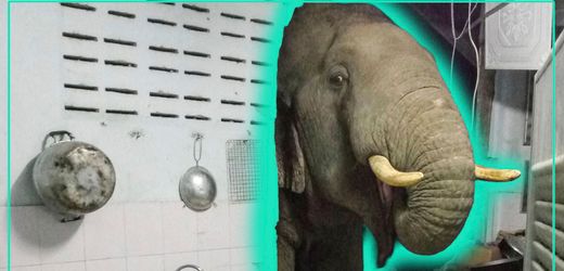 Elefanten in Thailand: Warum sich die Einwohner gegen die heiligen Tiere wehren