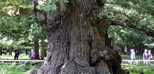 Ivenack: Jahrhunderte alte Bäume in Deutschland – Eiche wird 50. Nationalerbe-Baum