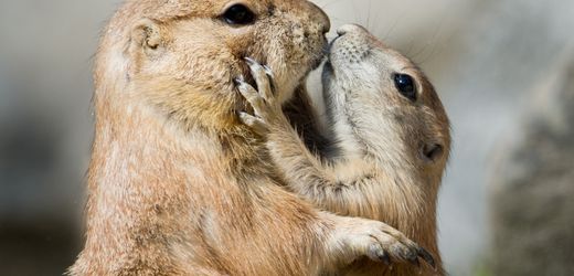 North Dakota: Erdhörnchen bedrohen Raketenstützpunkt in den USA