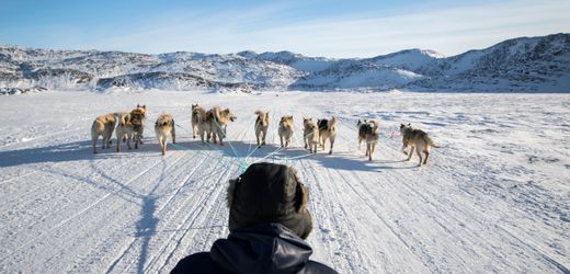 Jahrhundertealte DNA wirft neues Licht auf das Leben der Grönlandhunde