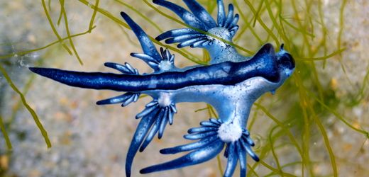 Mallorca: Forscherin will »Blauen Drachen« entdeckt haben – potenziell gefährlich