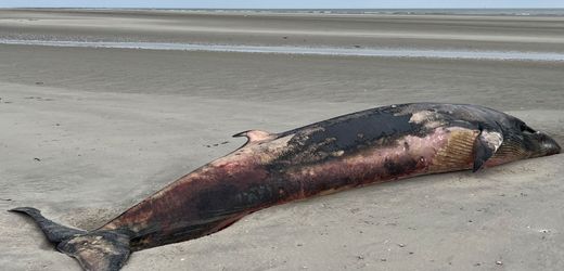 Sylt, St. Peter-Ording, nahe Wangerooge: Gestrandete Wale häufen sich – ist das noch normal?