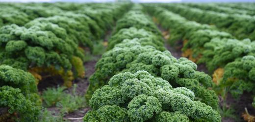 Klimawandel könnte Gemüse nährstoffärmer machen