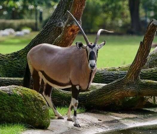 Nach Konflikten im Zoo: Krefelder Antilopen starten neues Leben in Niedersachsen