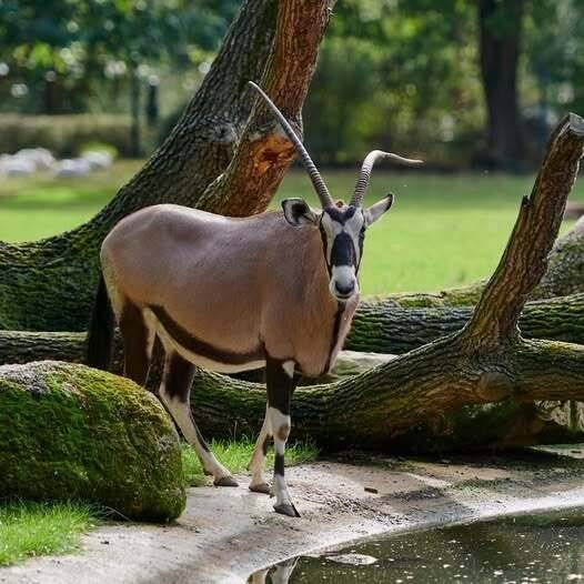 Nach Konflikten im Zoo: Krefelder Antilopen starten neues Leben in Niedersachsen