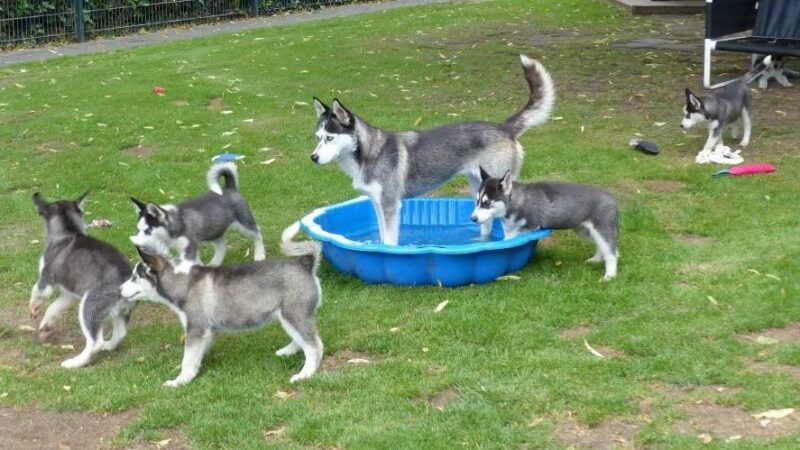 Das Tier der Woche: Husky Bella: Liebe Hundemama und acht agile Welpen