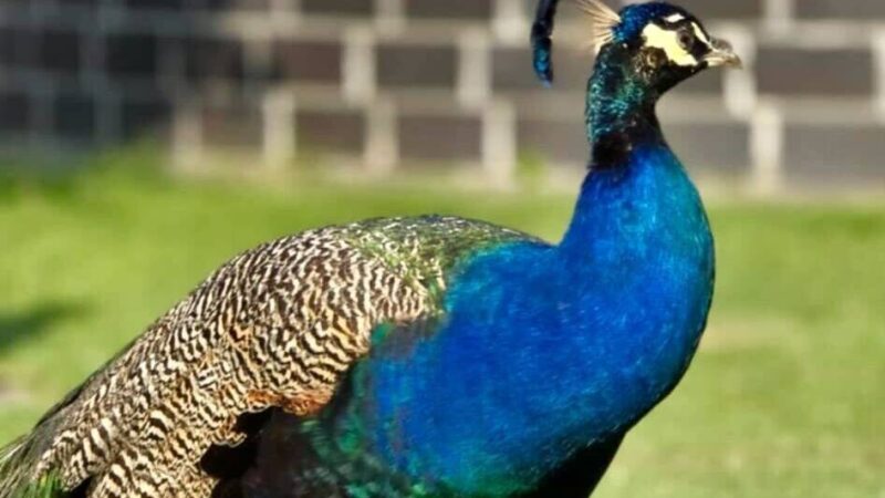 Riesen-Vogel in Orken gesichtet: Schon wieder ist ein Pfau in Grevenbroich unterwegs